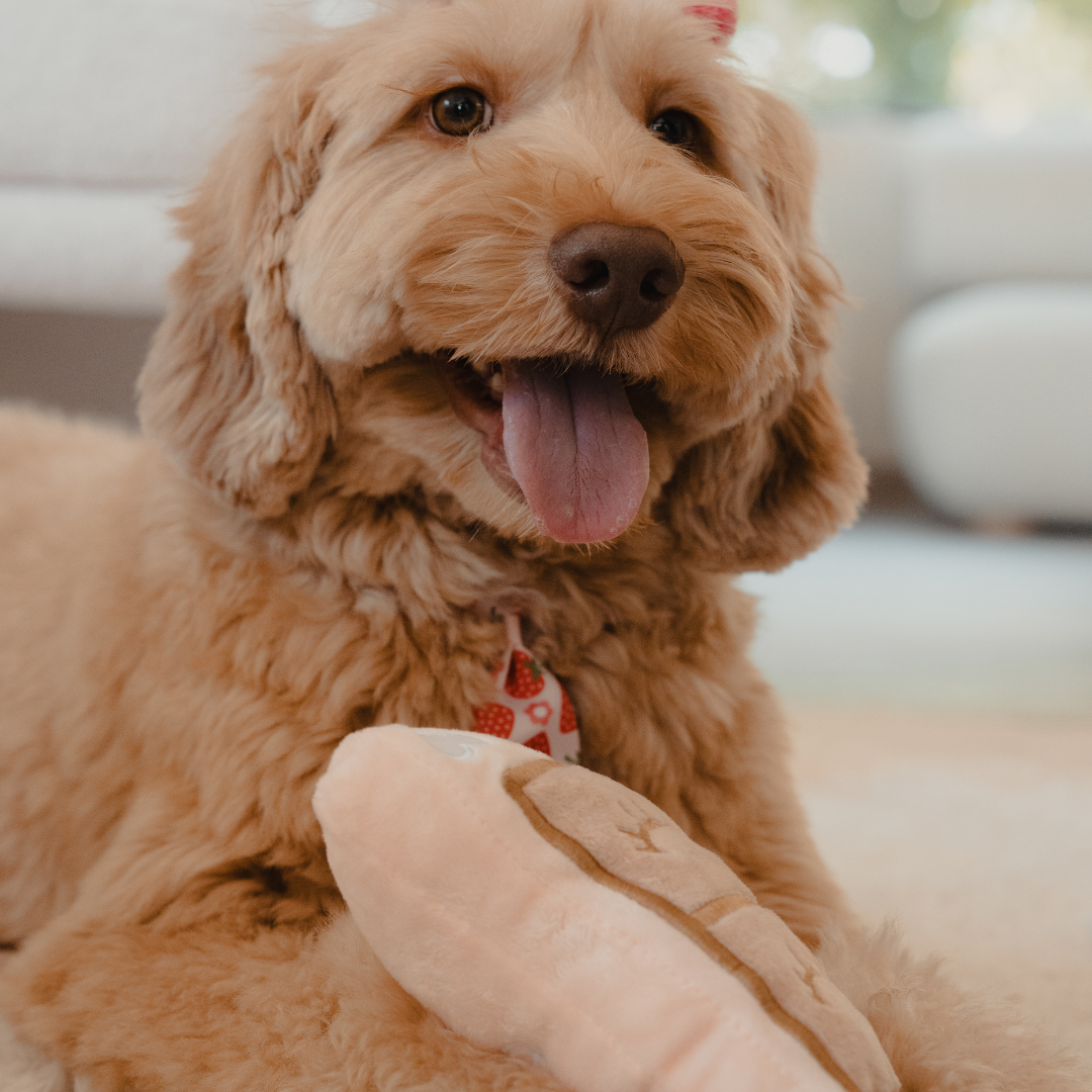 lash supplies for DOGGOS