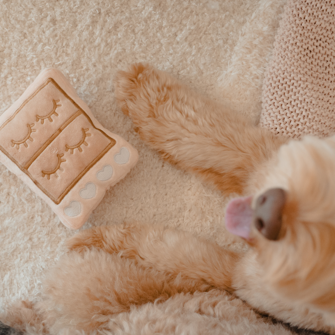 lash supplies for DOGGOS